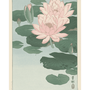 Water Lilies in Bloom - Paint by Numbers Kit