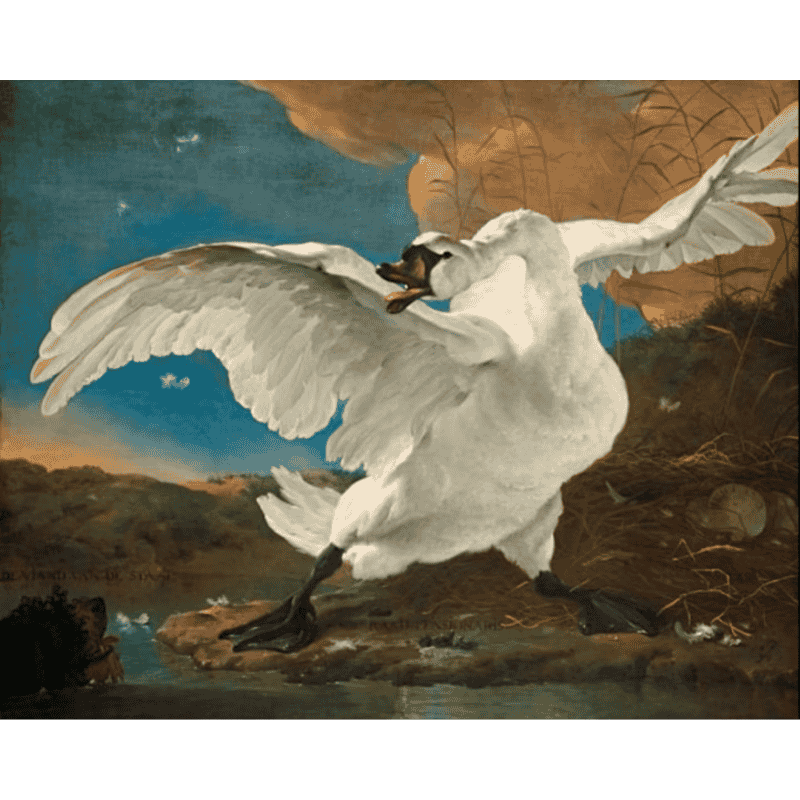 The Watchful Swan - Paint by Numbers Kit