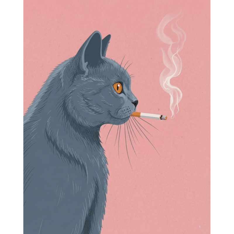 Pink-Hued British Shorthair - Paint by Numbers Kit