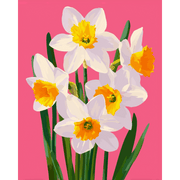 Spring Daffodils in Bloom - Paint by Numbers Kit