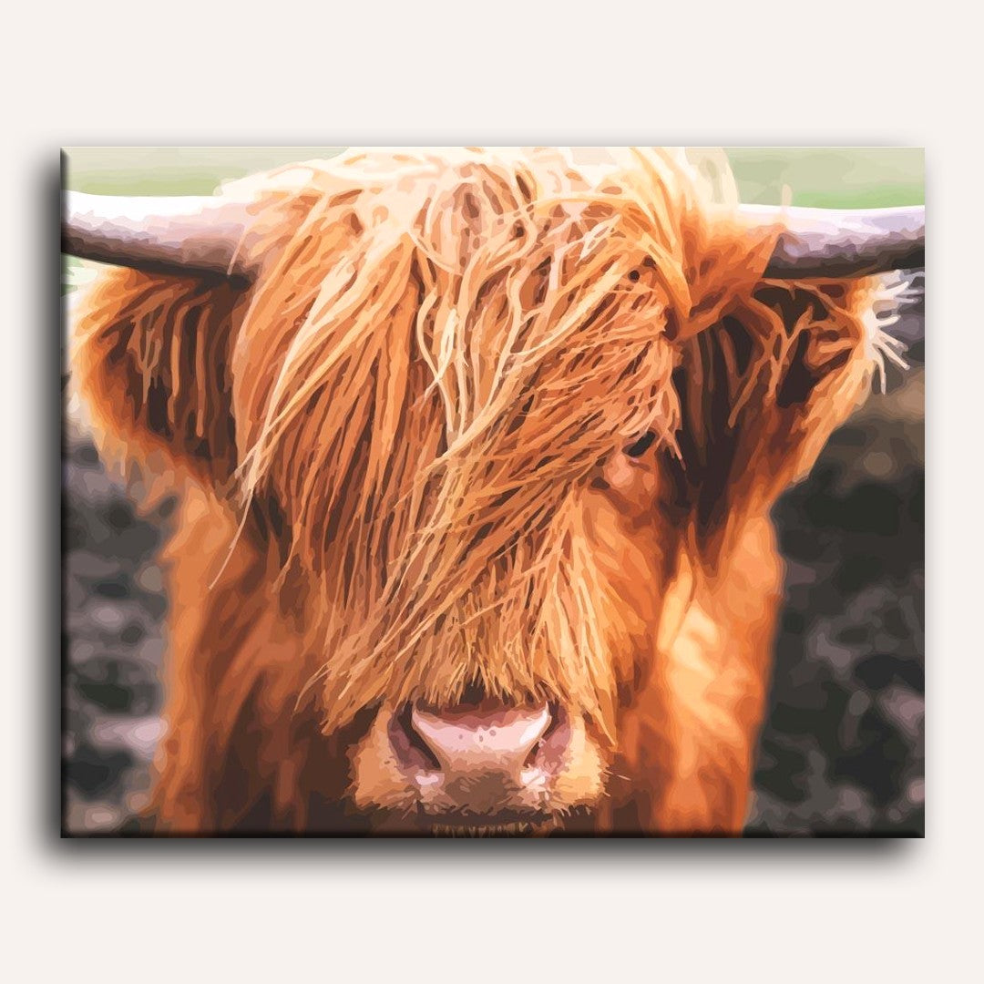 Gentle Highland Cattle - Detail 2