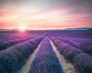 Lavender Dreams | Paint by Numbers - Paint by Numbers Kit