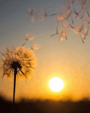 Dandelion Sunset Glow - Paint by Numbers Kit