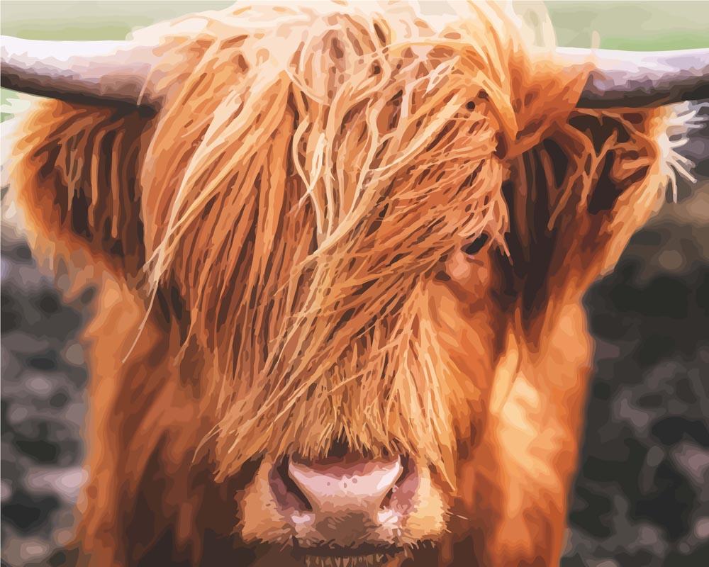 Gentle Highland Cattle - Paint by Numbers Kit